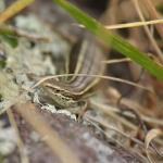 McCann's skink (Bank's Peninsula, Canterbury). © Christopher Stephens