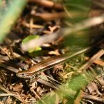 Herbfield skink (Otago Peninsula). © Christopher Stephens