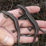 Hawke's Bay skink (right) next to northern grass skink (left) on hand (Cape Kidnappers, Hawke's Bay). <a href="https://www.instagram.com/nickharker.nz/">© Nick Harker</a>