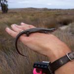 Large Hawke's Bay skink on hand (Cape Kidnappers, Hawke's Bay). <a href="https://www.instagram.com/nickharker.nz/">© Nick Harker</a> 