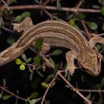 Matapia gecko (Aupōuri Peninsula, Northland). <a href="https://www.instagram.com/nickharker.nz/">© Nick Harker</a>