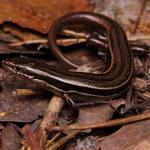 Moko skink basking on leaf litter (Great Barrier Island, Hauraki Gulf). <a href="https://www.instagram.com/nickharker.nz/">© Nick Harker</a>