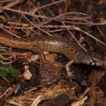 Juvenile chevron skink on leaf litter (Aotea / Great Barrier Island). <a href="https://www.instagram.com/nickharker.nz/">© Nick Harker</a> 