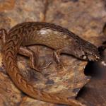 Juvenile chevron skink on leaf litter (Aotea / Great Barrier Island). <a href="https://www.instagram.com/nickharker.nz/">© Nick Harker</a> 