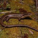 Moko skink in coastal vegetation (eastern Coromandel Peninsula). <a href="https://www.instagram.com/nickharker.nz/">© Nick Harker</a>