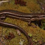 Moko skink basking on leaf litter (eastern Coromandel Peninsula). <a href="https://www.instagram.com/nickharker.nz/">© Nick Harker</a>