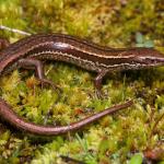 Herbfield skink (Southland). <a href="https://www.instagram.com/nickharker.nz/?hl=en">© Nick Harker</a>