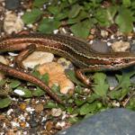 Cryptic skink (Southland). <a href="https://www.instagram.com/nickharker.nz/?hl=en">© Nick Harker</a>