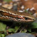 Cryptic skink (Southland). <a href="https://www.instagram.com/nickharker.nz/?hl=en">© Nick Harker</a>