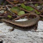 a heavily gravid shore skink basking on shingle beach (Northland). <a href="https://www.instagram.com/nickharker.nz/">© Nick Harker</a>