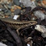 a heavily gravid shore skink basking on shingle beach (Northland). <a href="https://www.instagram.com/nickharker.nz/">© Nick Harker</a>