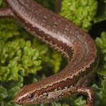 Cryptic skink (Aparima River, Southland) . <a href="https://www.instagram.com/samuelpurdiewildlife/">© Samuel Purdie</a>