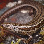 Cryptic skink (Aparima River, Southland) . <a href="https://www.instagram.com/samuelpurdiewildlife/">© Samuel Purdie</a>