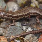 Cryptic skink (Aparima River, Otago) . <a href="https://www.instagram.com/samuelpurdiewildlife/">© Samuel Purdie</a>