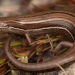 Rockhopper skink (North Otago). <a href="https://www.instagram.com/samuelpurdiewildlife/">© Samuel Purdie</a>
