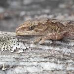 Mountain beech gecko (West Otago). <a href="https://www.instagram.com/samuelpurdiewildlife/">© Samuel Purdie</a>