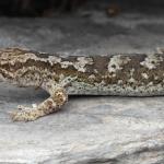 Mountain beech gecko (West Otago). <a href="https://www.instagram.com/samuelpurdiewildlife/">© Samuel Purdie</a>