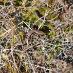 Cryptic skink (Hokonui Hills, Southland) . <a href="https://www.instagram.com/samuelpurdiewildlife/">© Samuel Purdie</a>
