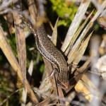Cryptic skink (Hokonui Hills, Southland) . <a href="https://www.instagram.com/samuelpurdiewildlife/">© Samuel Purdie</a>