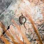 Cryptic skink (Hokonui Hills, Southland) . <a href="https://www.instagram.com/samuelpurdiewildlife/">© Samuel Purdie</a>