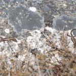 Cryptic skink (Hokonui Hills, Southland) . <a href="https://www.instagram.com/samuelpurdiewildlife/">© Samuel Purdie</a>