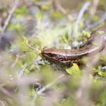 Herbfield skink (South Otago). <a href="https://www.instagram.com/tim.harker.nz/">© Tim Harker</a>