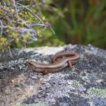 Herbfield skink (South Otago). <a href="https://www.instagram.com/tim.harker.nz/">© Tim Harker</a>