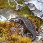 Herbfield skink (South Otago). <a href="https://www.instagram.com/tim.harker.nz/">© Tim Harker</a>