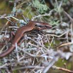 Herbfield skink (South Otago). <a href="https://www.instagram.com/tim.harker.nz/">© Tim Harker</a>