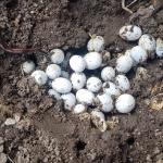 Plague skink communal nest with hatchling (Tomarata, Auckland). <a href="https://www.inaturalist.org/observations?place_id=any&user_id=catchwords&verifiable=any">© catchwords</a>