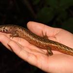 Adult male chevron skink on hand (Aotea / Great Barrier Island). <a href="https://www.instagram.com/nickharker.nz/">© Nick Harker</a> 
