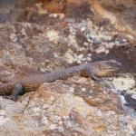 Cunningham's skink, Ingliston, Victoria. © Vojtěch Víta