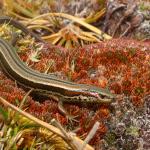 Small-eared skink (Rakiura / Stewart Island). <a href="https://www.instagram.com/tim.harker.nz/">© Tim Harker</a>