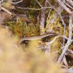 Small-eared skink (Rakiura / Stewart Island). <a href="https://www.instagram.com/tim.harker.nz/">© Tim Harker</a>