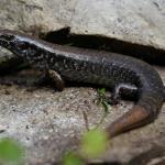 Hauraki skink (Aotea / Great Barrier Island). <a href="https://www.instagram.com/blairbalsom/">© Blair Balsom</a>