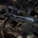 Hauraki skink (Aotea / Great Barrier Island). <a href="https://www.instagram.com/blairbalsom/">© Blair Balsom</a>