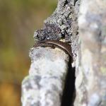 Herbfield skink (South Otago). <a href="https://www.instagram.com/tim.harker.nz/">© Tim Harker</a>