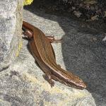 Glossy-brown skink (Wellington). © Rebekah Maskell