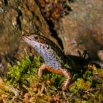 St Arnaud speckled skink (Nelson Lakes, Tasman). <a href="https://www.flickr.com/photos/rocknvole/">© Tony Jewell</a>
