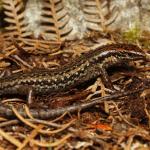 Female St Arnaud speckled skink in habitat (Nelson Lakes). <a href="https://www.instagram.com/nickharker.nz/">© Nick Harker</a>