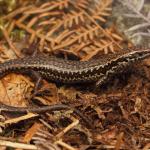 Male St Arnaud speckled skink in habitat (Nelson Lakes). <a href="https://www.instagram.com/nickharker.nz/">© Nick Harker</a>