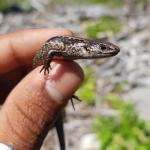 Western speckled skink (Greymouth, West Coast). © Marc Choromanski