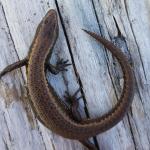 Western speckled skink (Greymouth, West Coast). © Marc Choromanski