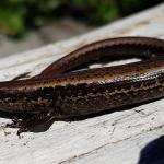 Western speckled skink (Greymouth, West Coast). © Marc Choromanski