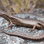 Buller skink (Denniston, West Coast). <a href="https://www.instagram.com/samuelpurdiewildlife/">© Samuel Purdie</a>