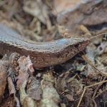 Hardy's skink (Aorangi Island, Poor Knights). © Oscar Dove