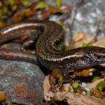 Western speckled skink (West Coast). <a href="https://www.instagram.com/nickharker.nz/">© Nick Harker</a>