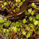 Western speckled skink (Greymouth, West Coast). <a href="https://www.instagram.com/tim.harker.95/?hl=en">© Tim Harker</a>