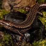 Buller skink (Denniston, West Coast). <a href="https://www.flickr.com/photos/rocknvole/">© Tony Jewell</a>
