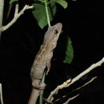 Poor Knights Gecko (Aorangi Island, Poor Knights). © Oscar Dove